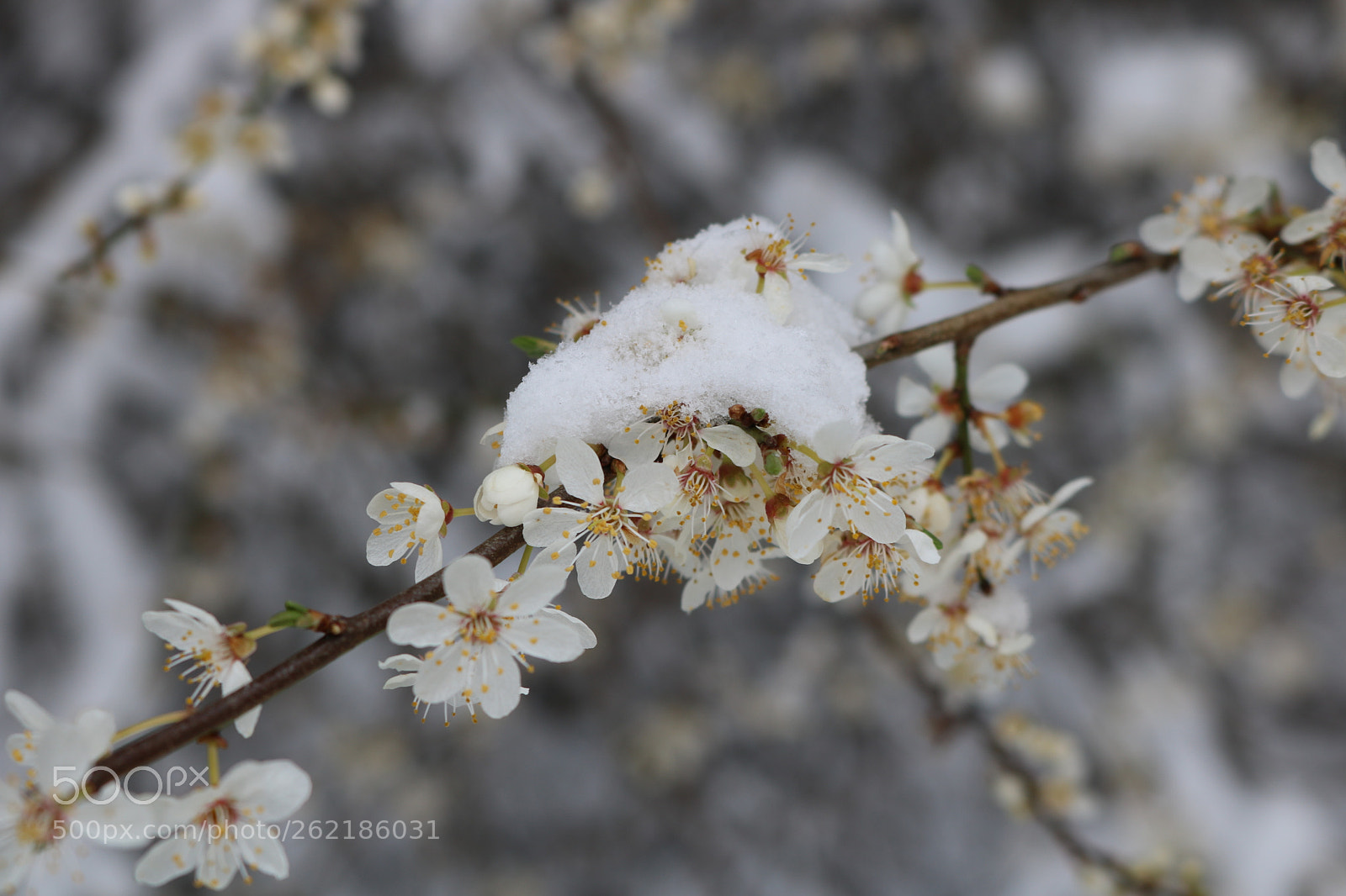 Canon EOS 750D (EOS Rebel T6i / EOS Kiss X8i) sample photo. Beauty within the storm photography