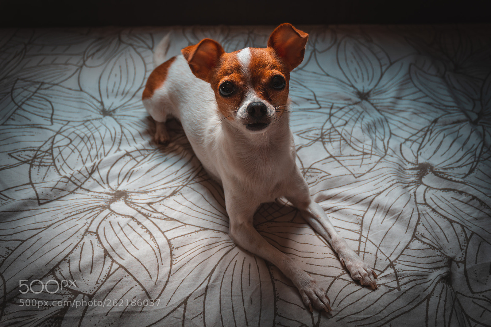 Canon EOS 1200D (EOS Rebel T5 / EOS Kiss X70 / EOS Hi) sample photo. Dog pet photography