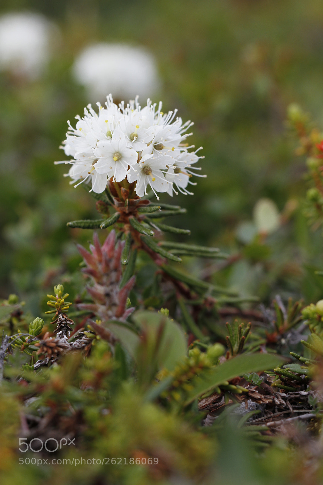 Canon EOS 7D sample photo. Side view of bog photography