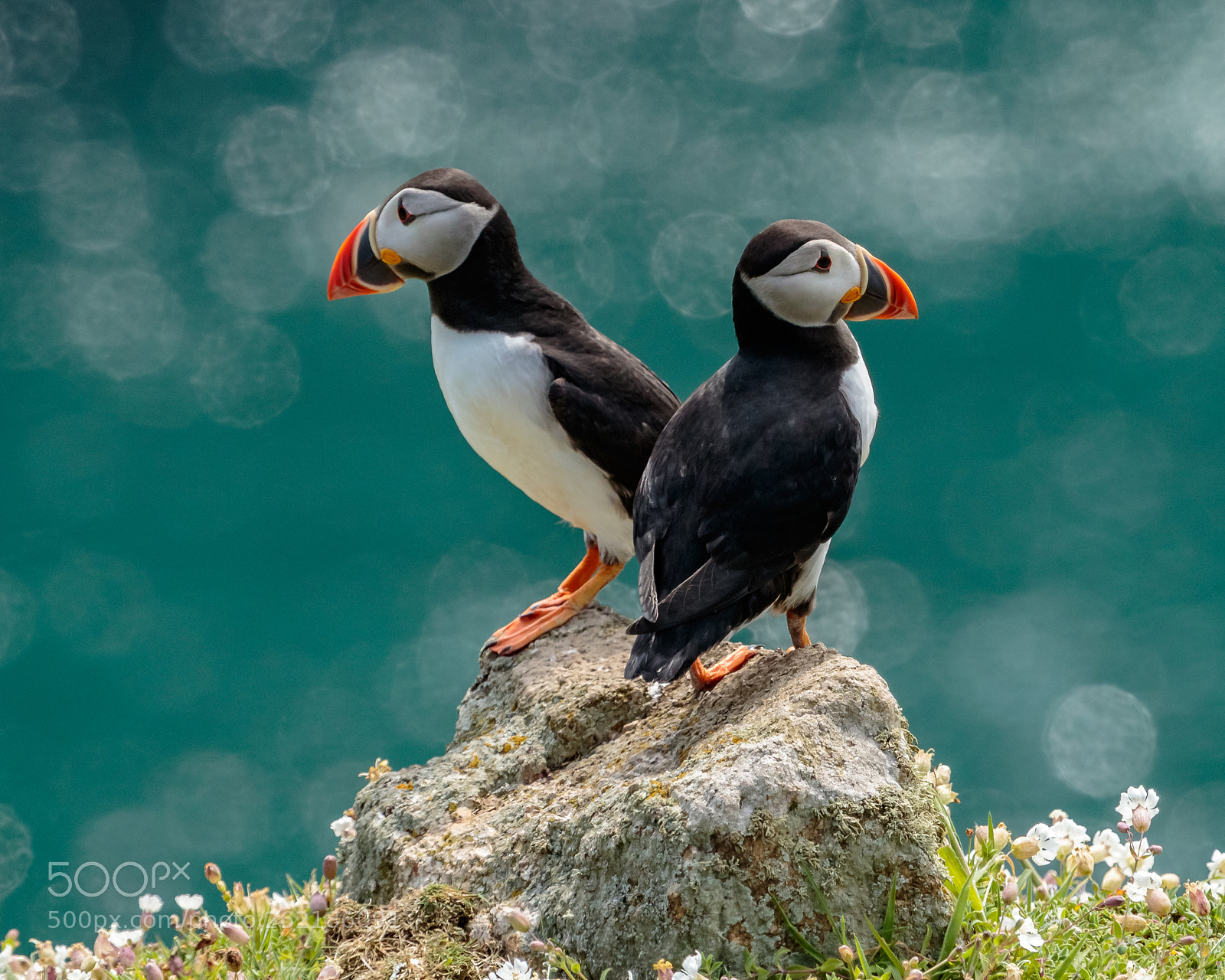 Canon EOS 7D Mark II sample photo. Puffins at skomer island photography