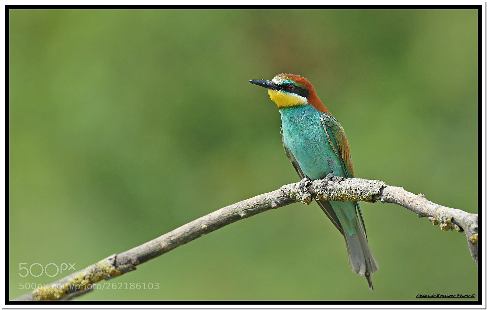 Canon EF 500mm F4L IS USM sample photo. Animal evasion photo © photography