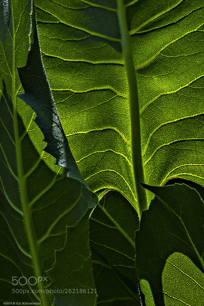 Fujifilm X-T2 sample photo. About veins photography
