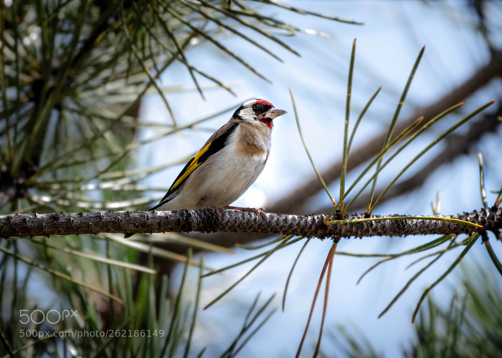 Nikon D500 sample photo. Goldfinch photography