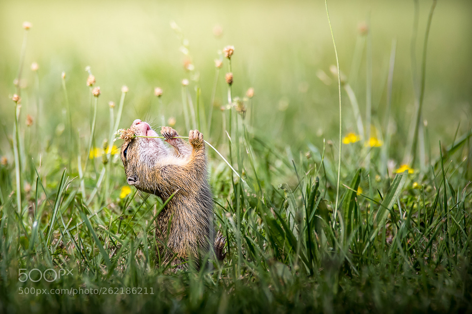 Canon EOS 5D Mark IV sample photo. Ziesel longing for seeds photography