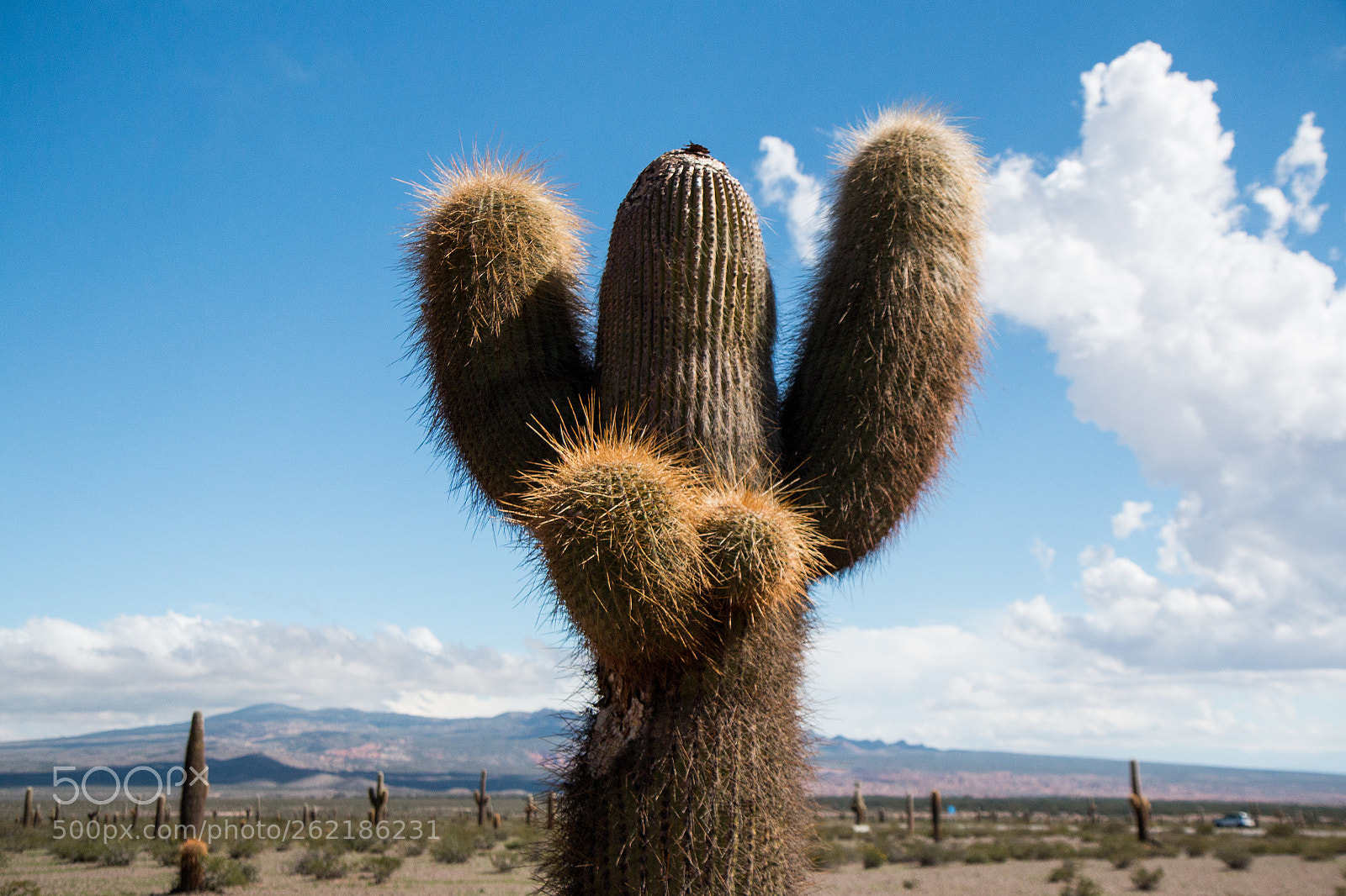 Canon EOS 70D sample photo. Miss cactus // argentina photography