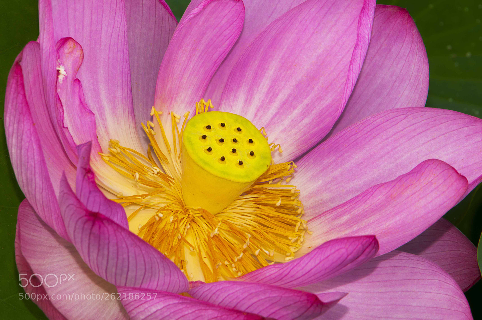 Nikon D300 sample photo. Mass color photography