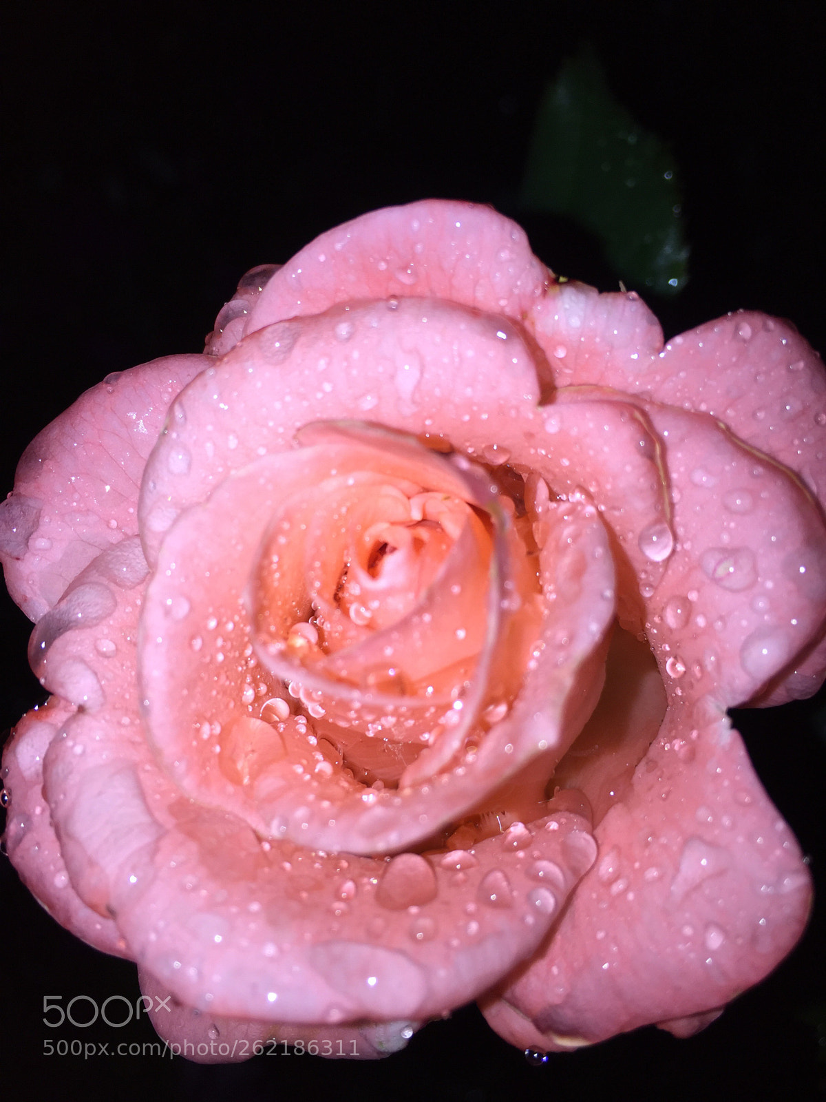 Apple iPhone 6 sample photo. Una delle mie rose...per photography