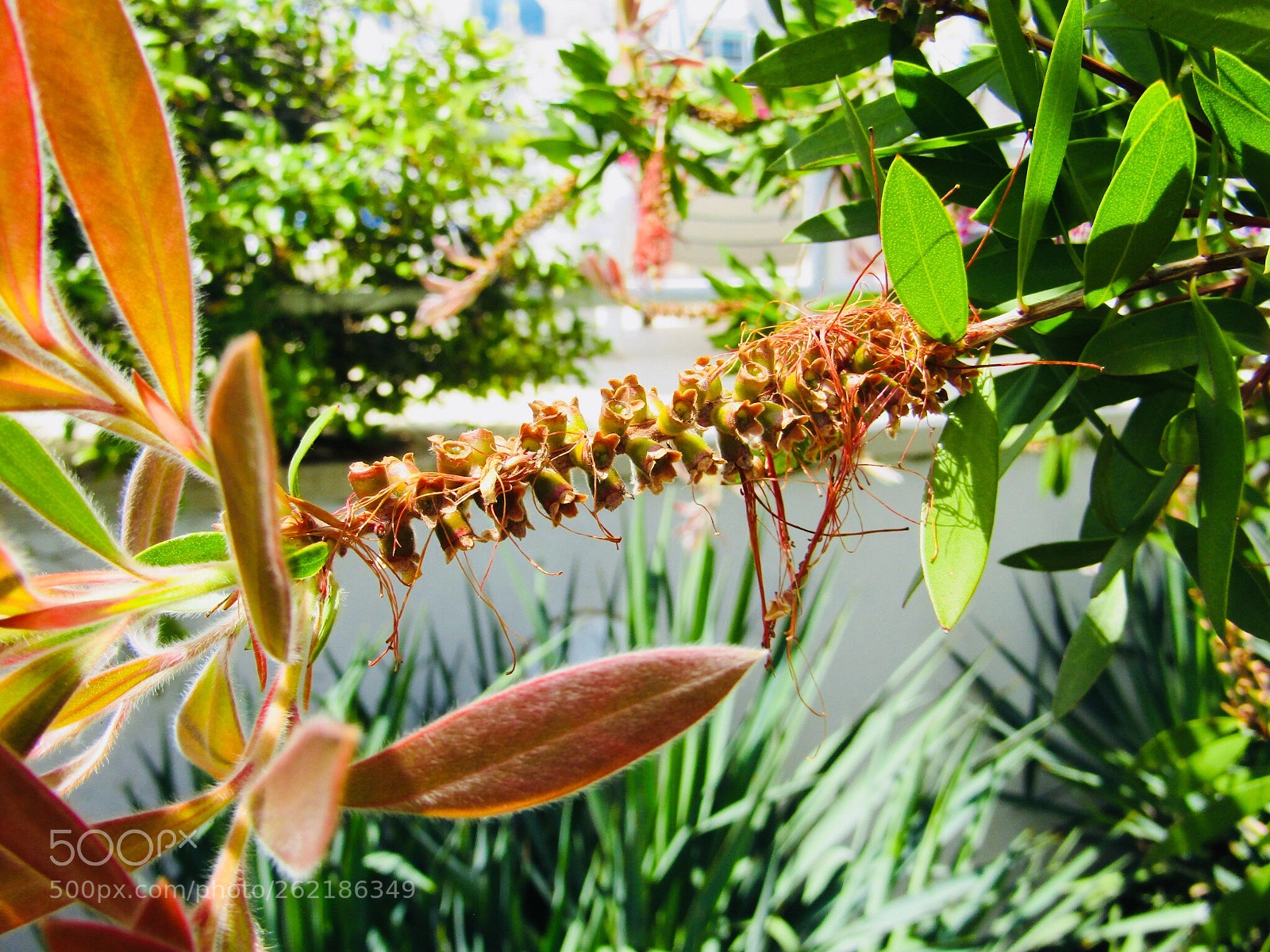 Canon POWERSHOT SX430 IS sample photo. Untitled photography