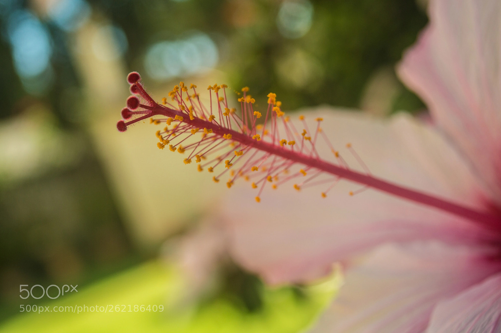 Nikon D3200 sample photo. The macro flower photography