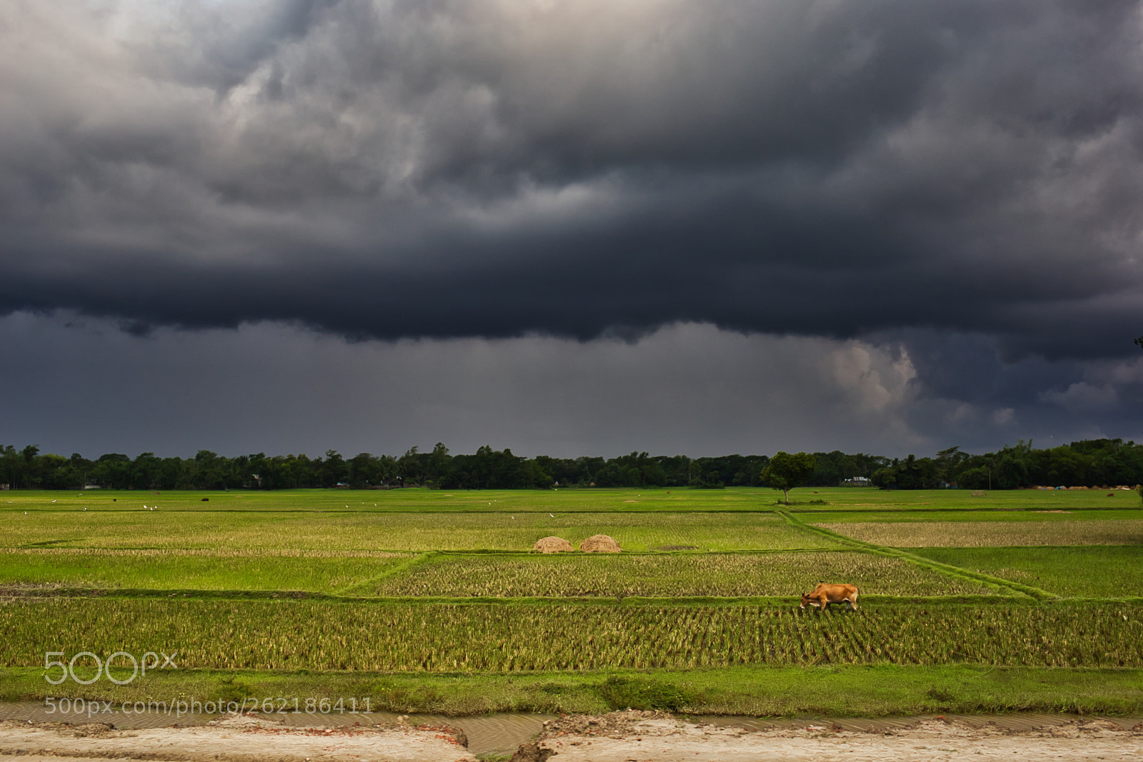 Canon EF 35mm F2 IS USM sample photo. A lonely cow weeps photography