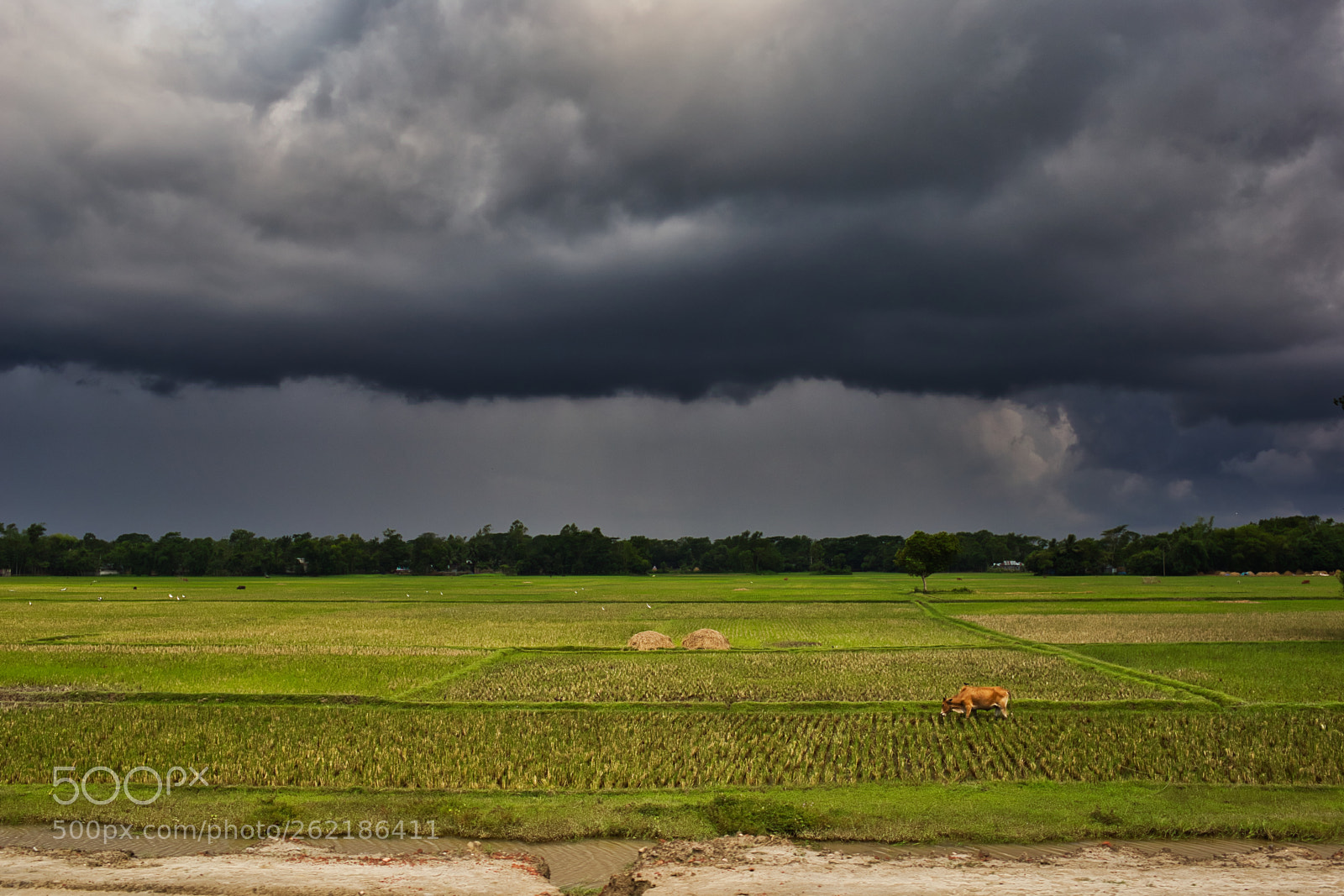 Canon EOS 6D + Canon EF 35mm F2 IS USM sample photo. A lonely cow weeps photography