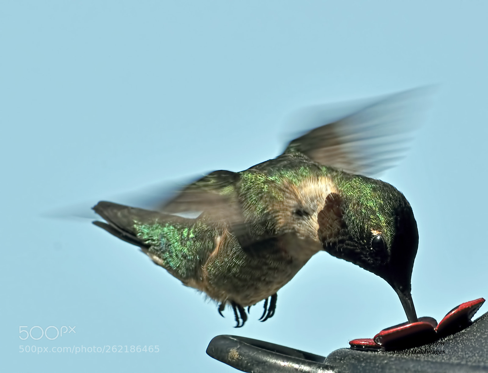 Nikon D5000 sample photo. Hummingbird photography