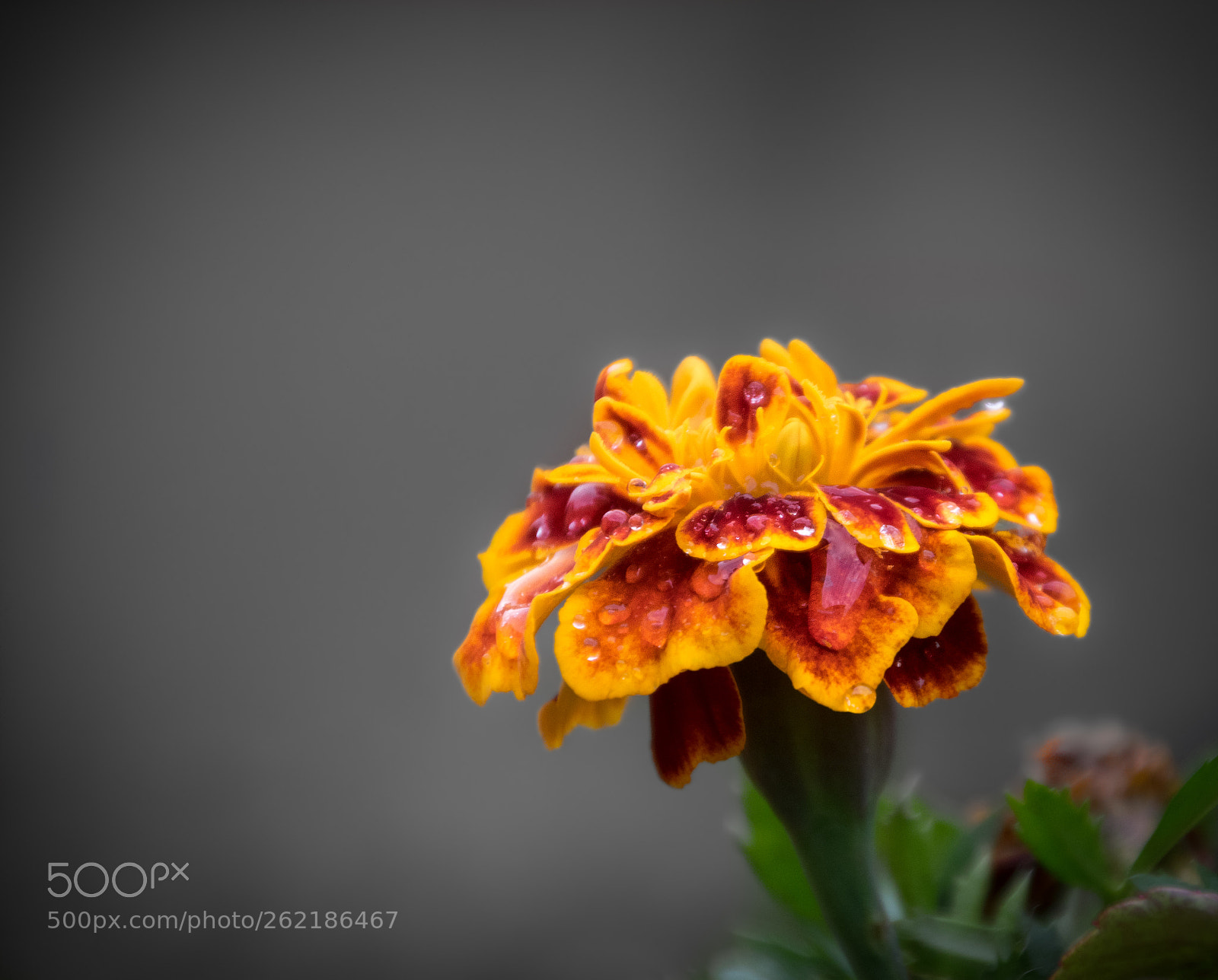 Nikon D5300 sample photo. Flower with droplets photography