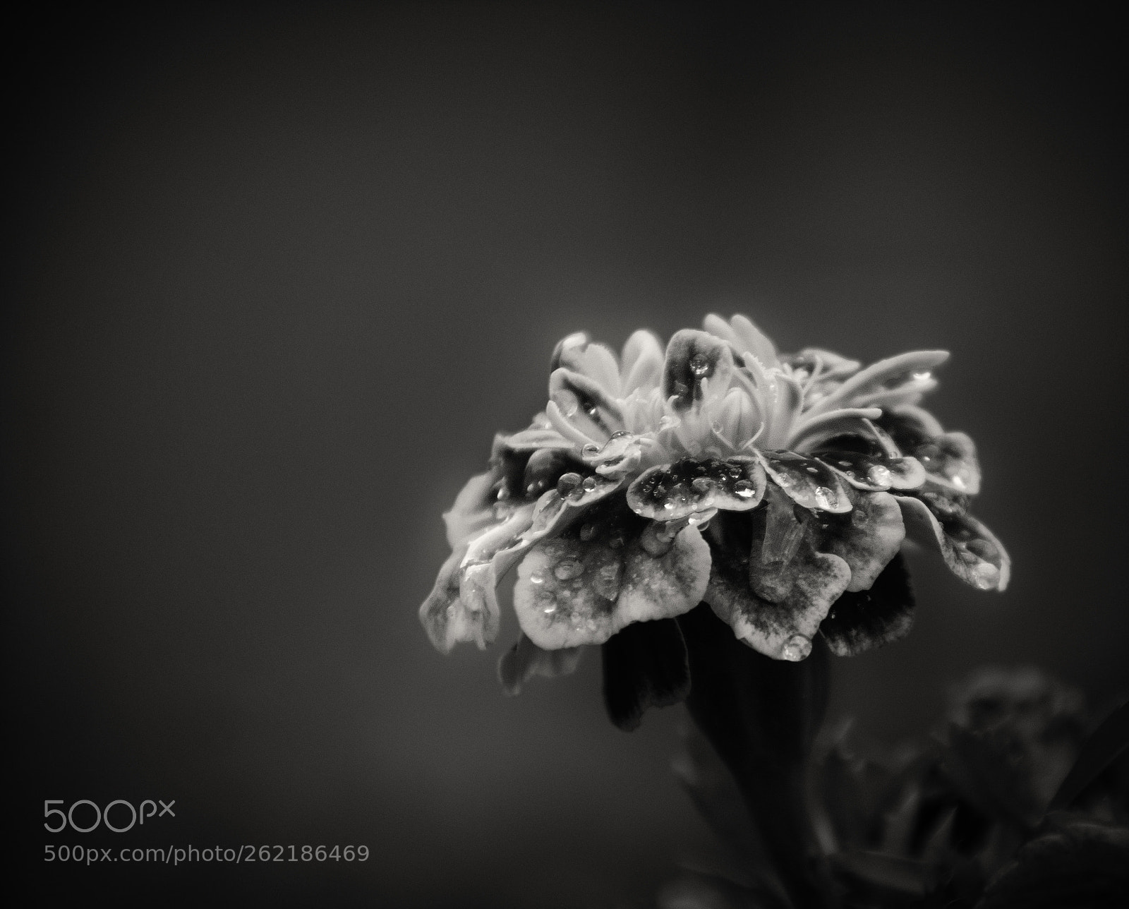 Nikon D5300 sample photo. Flower with droplets photography