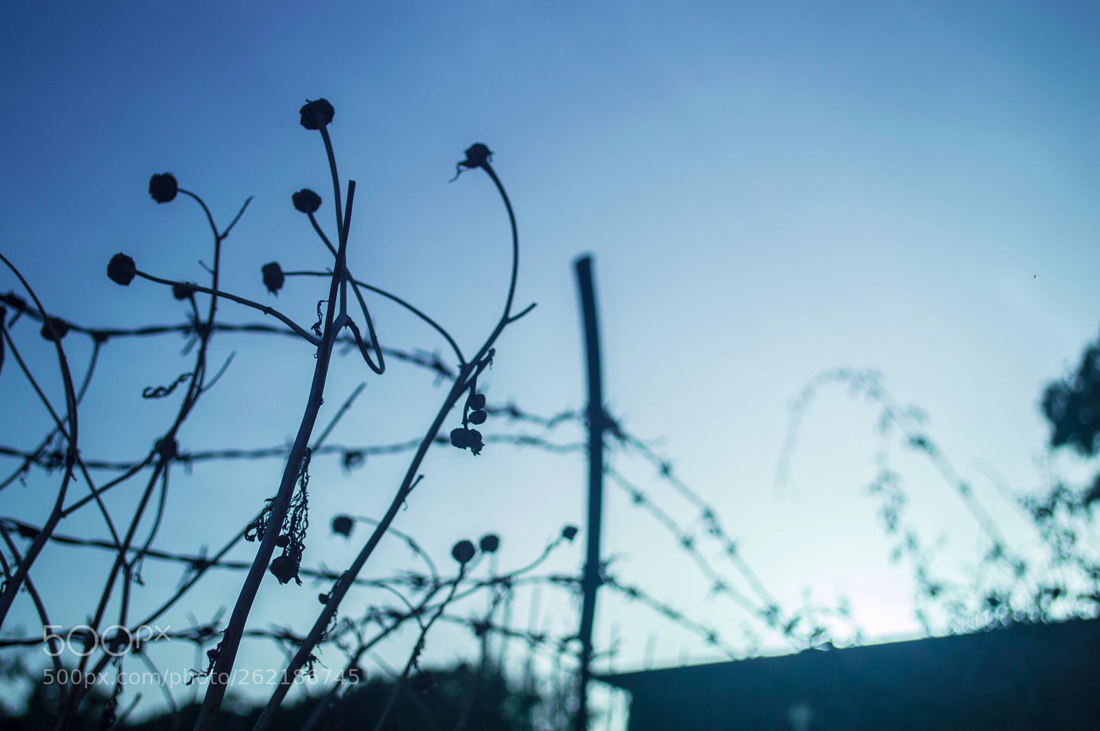 Nikon D3200 sample photo. Freedom blue photography