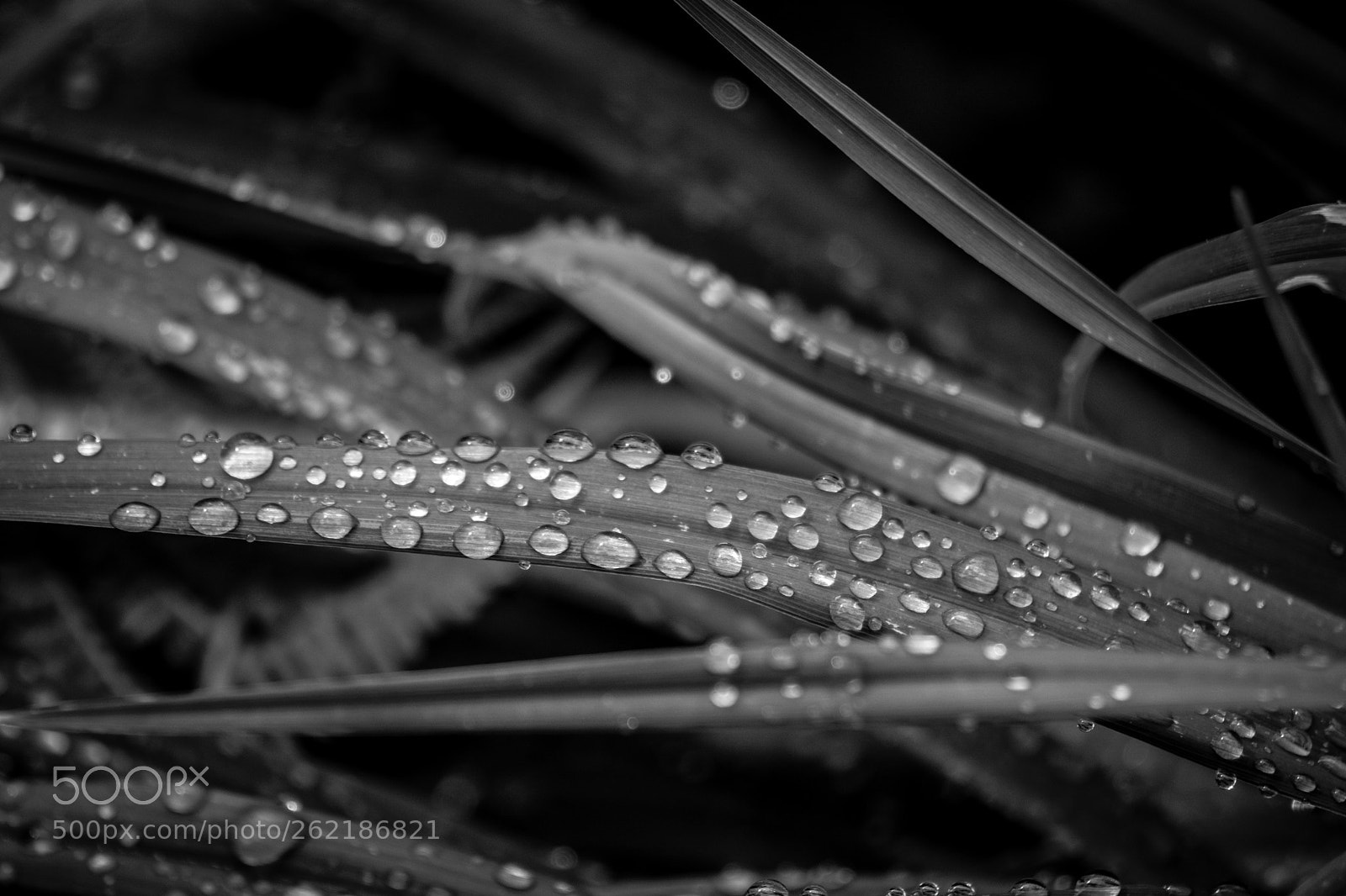 Sony a6000 sample photo. Rain photography