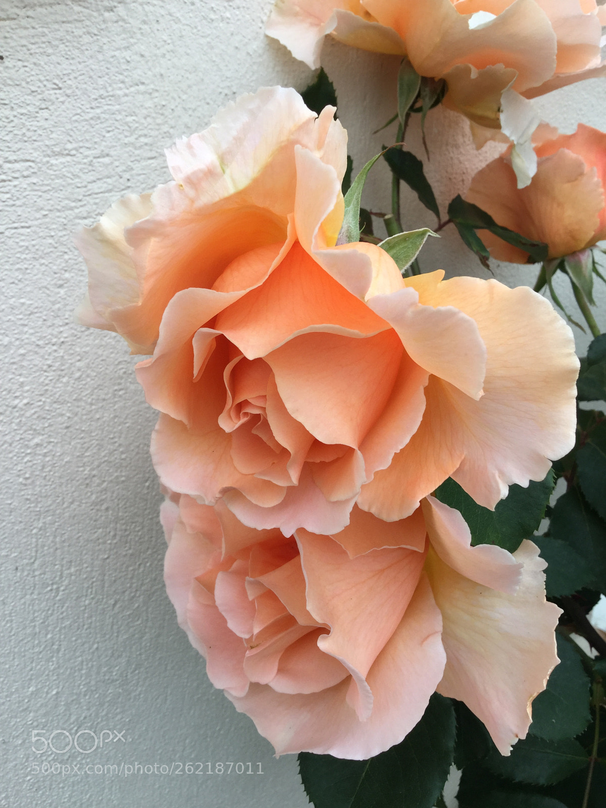 Apple iPod touch sample photo. Beautiful just joey photography
