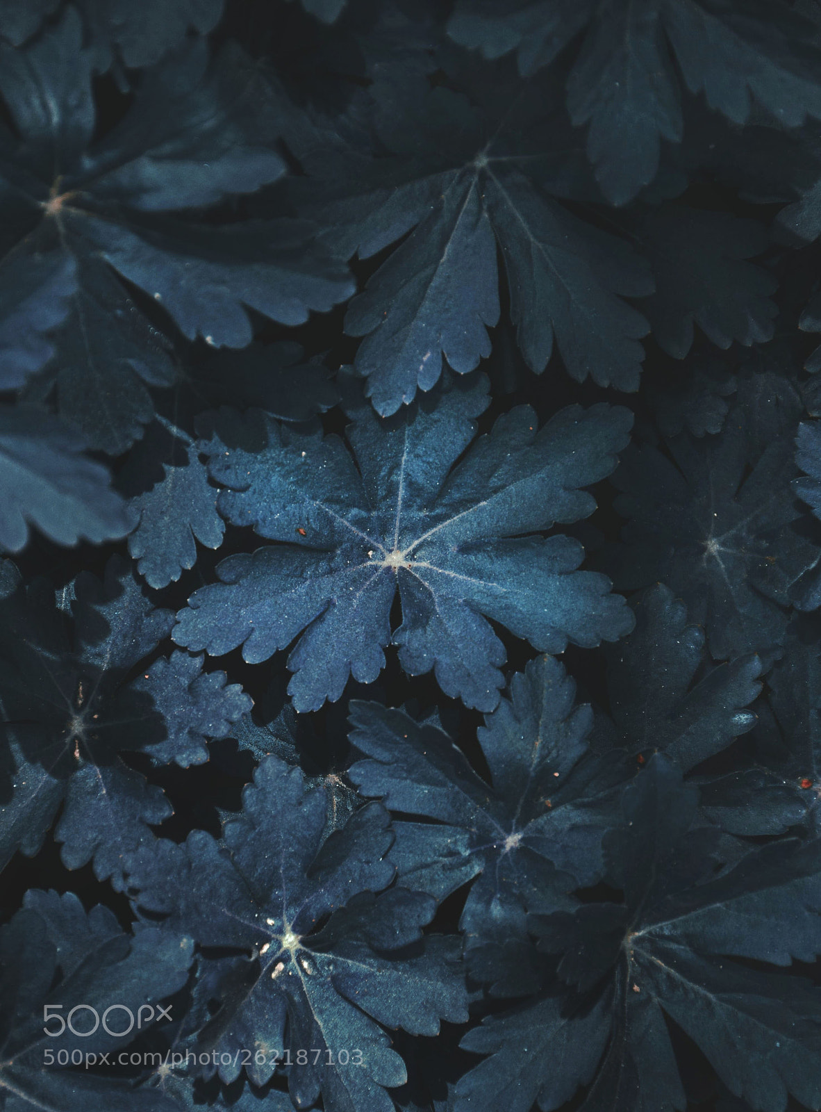 Nikon D5300 sample photo. Blue geranium photography