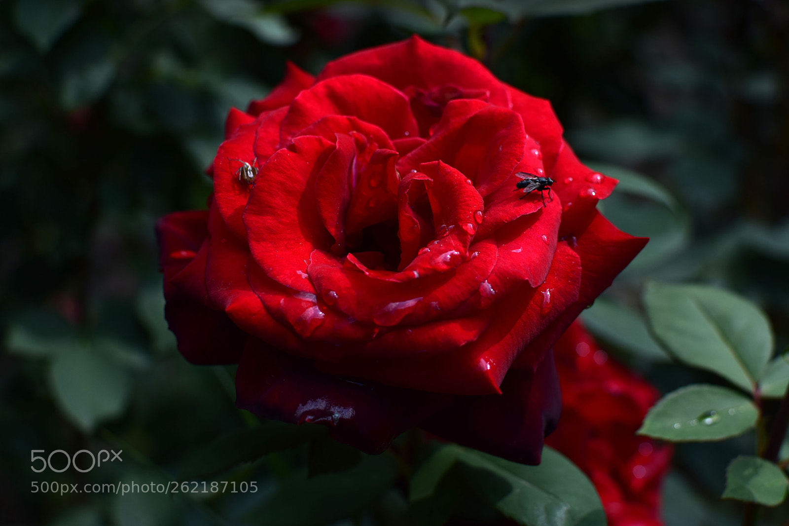 Nikon D5300 sample photo. Rose photography