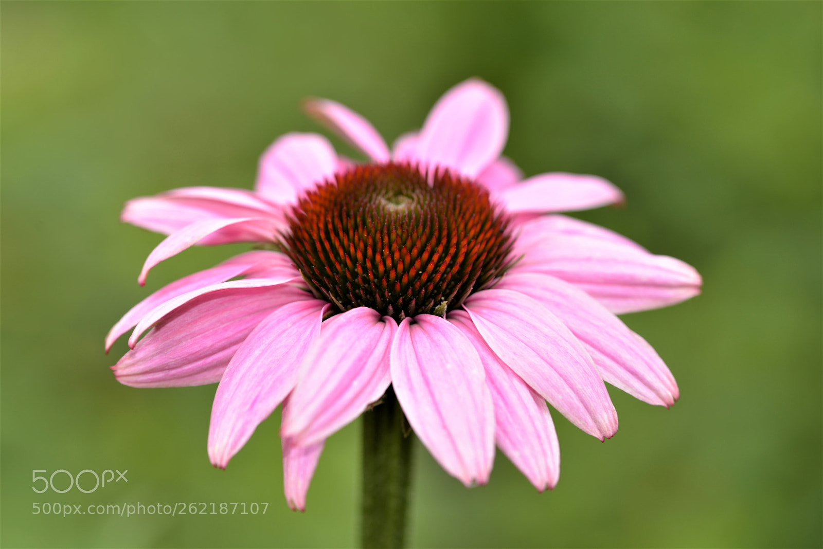 Sigma 105mm F2.8 EX DG OS HSM sample photo. Untitled photography