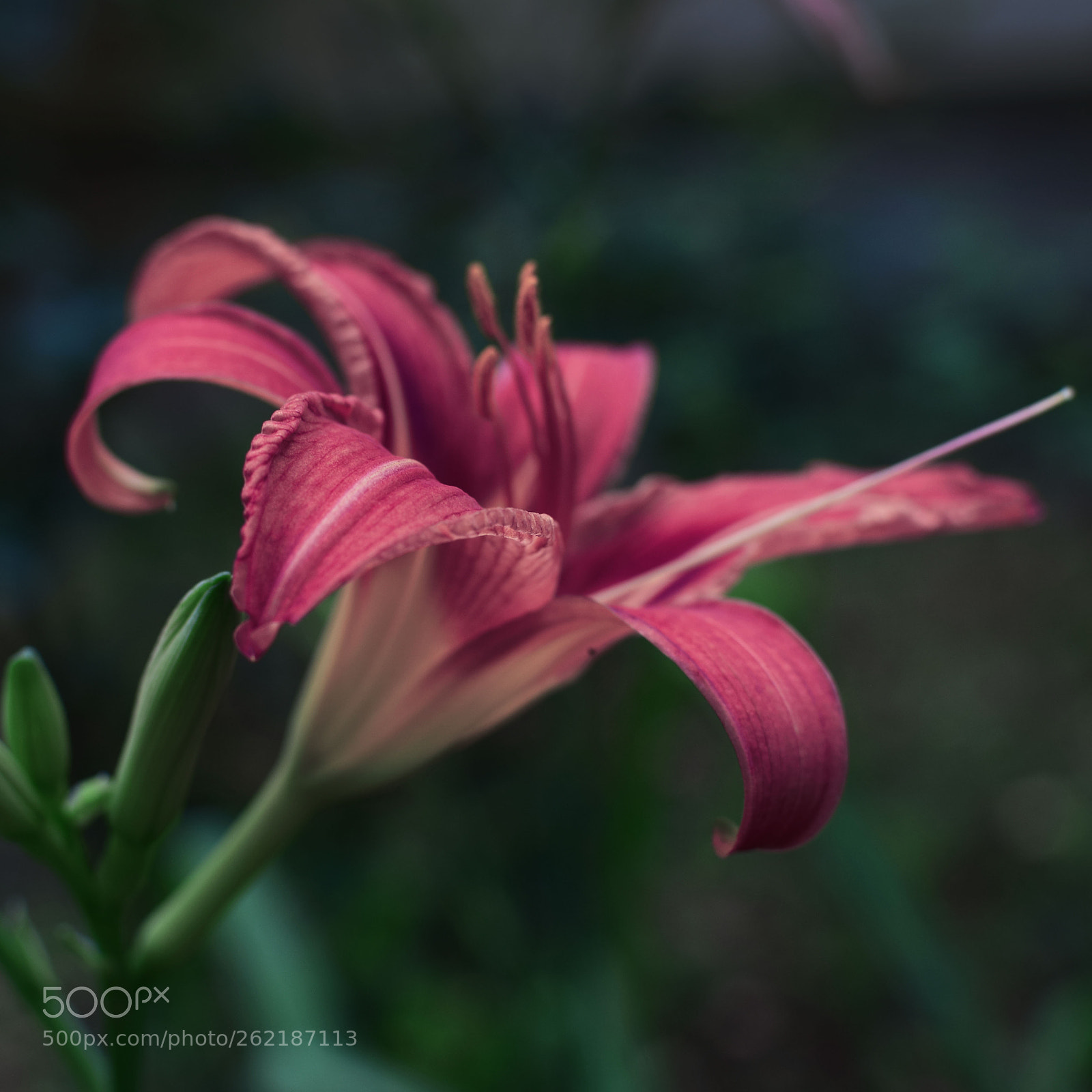 Nikon D5300 sample photo. Pink flower photography