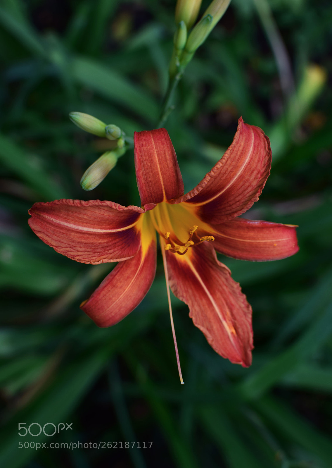Nikon D5300 sample photo. Flowers photography