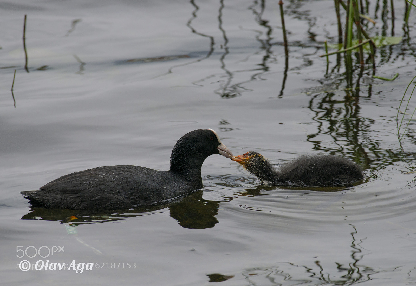 Nikon D800 sample photo. Eurasian coot photography