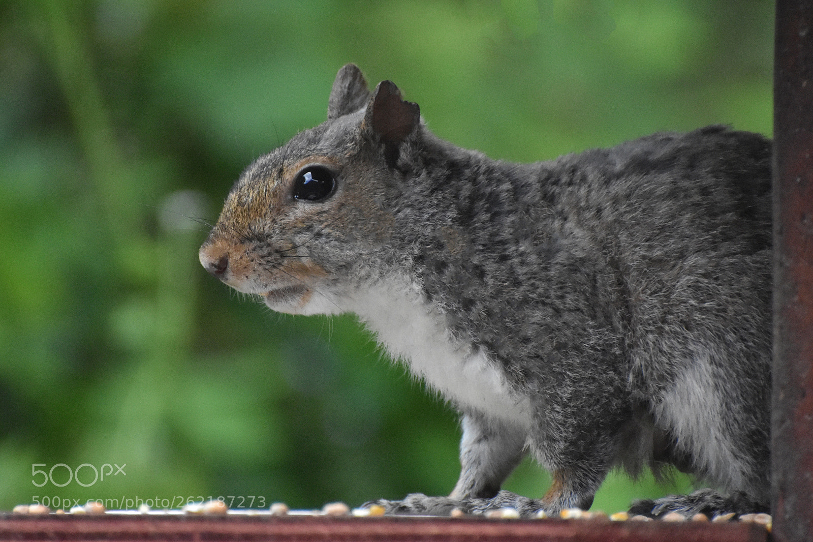 Nikon D7200 sample photo. Curiosity photography