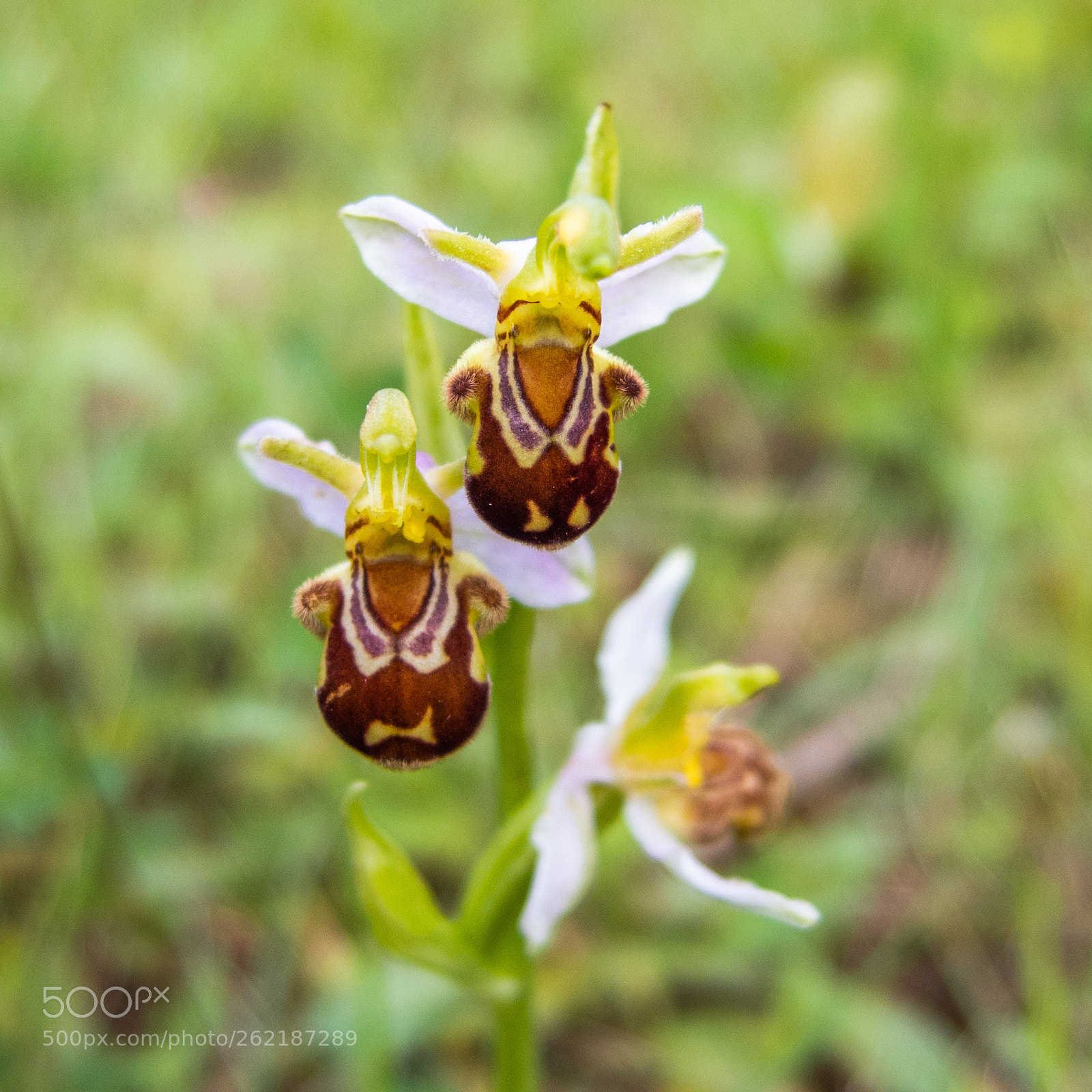 PENTAX RICOH IMAGING PENTAX MX-1 sample photo. Bijenorchis photography