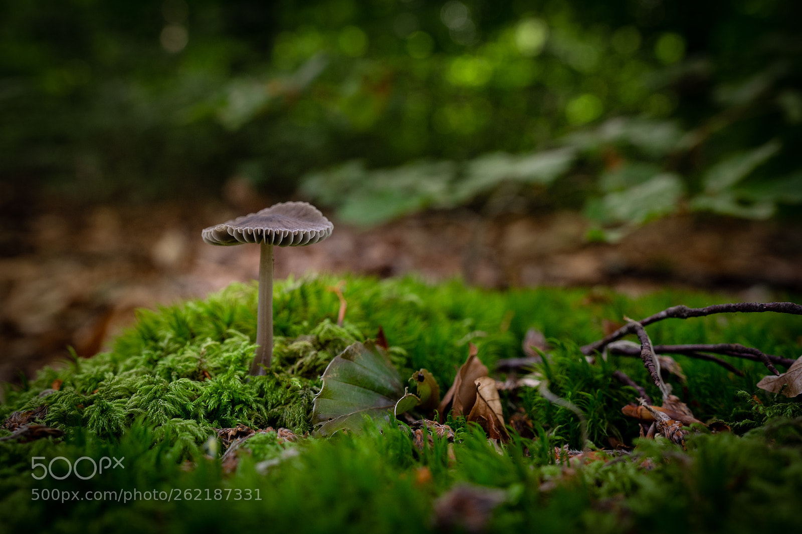 Sony a7 II sample photo. Mushroom photography