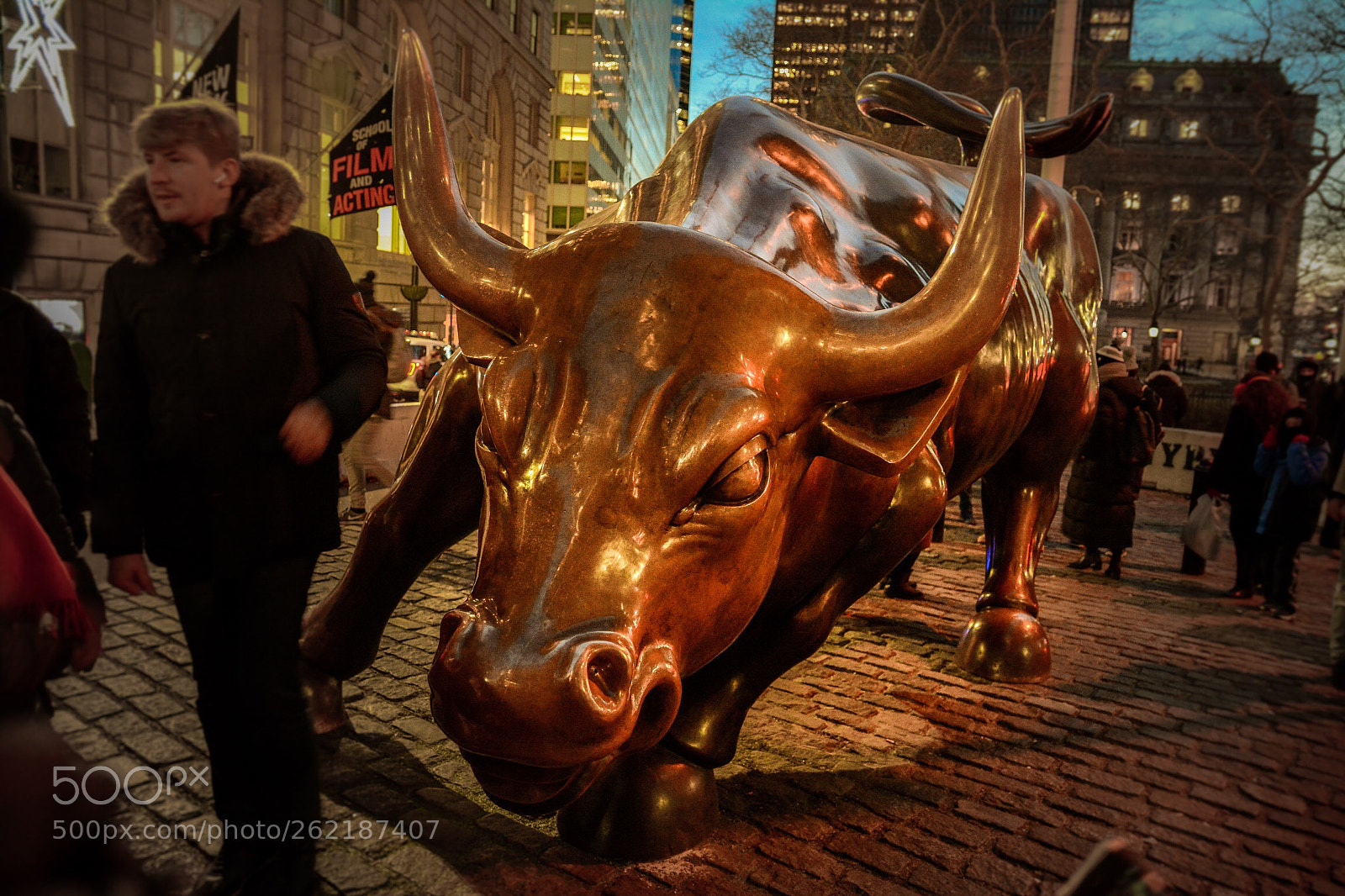 Nikon D7100 sample photo. The bull photography