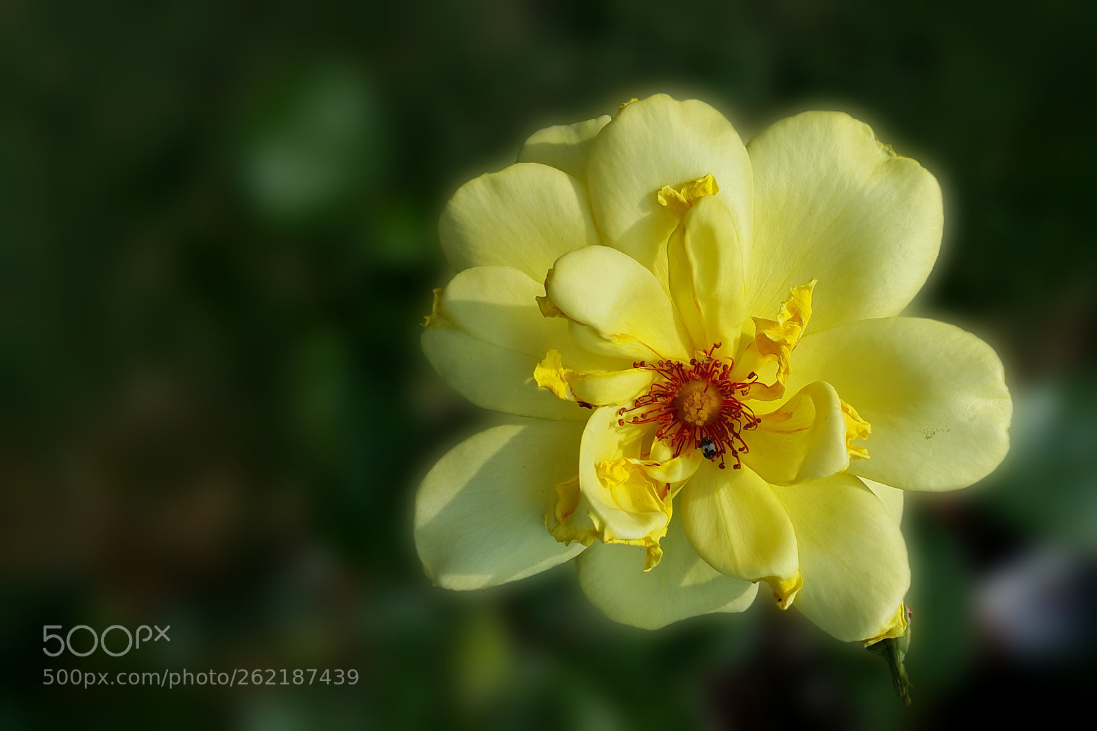 Samsung Galaxy Note4 sample photo. 338 photography