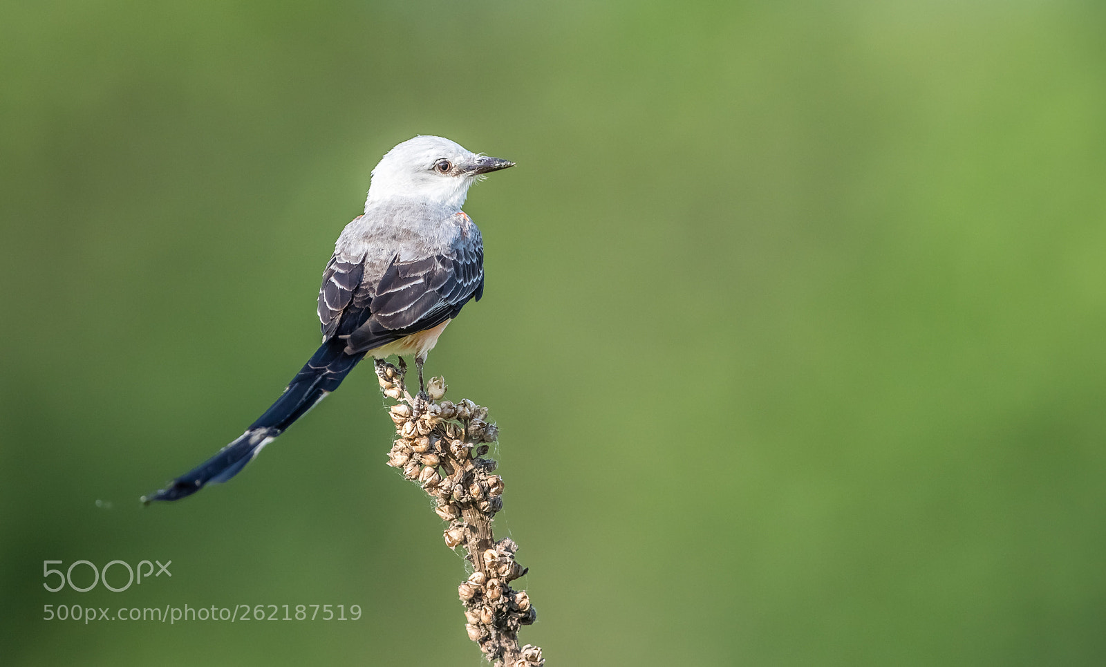 Canon EOS 7D Mark II sample photo. Scissor-tailed flycatcher photography