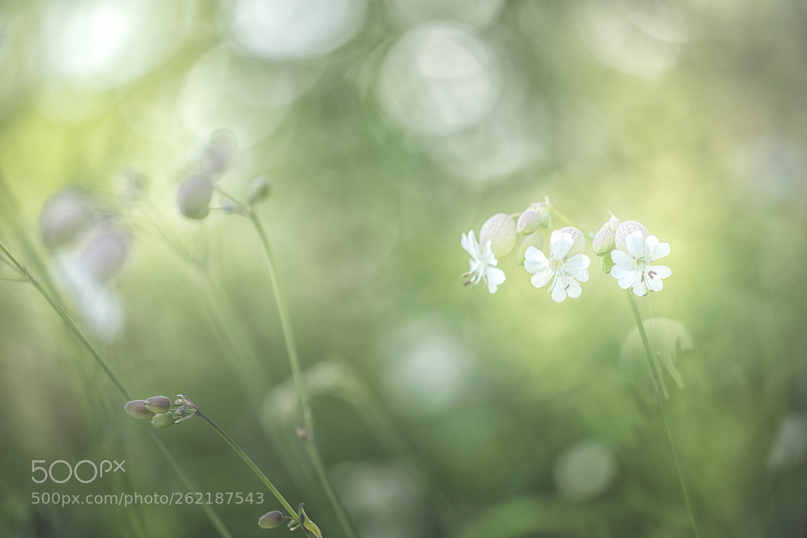 Canon EOS 6D sample photo. Wild photography
