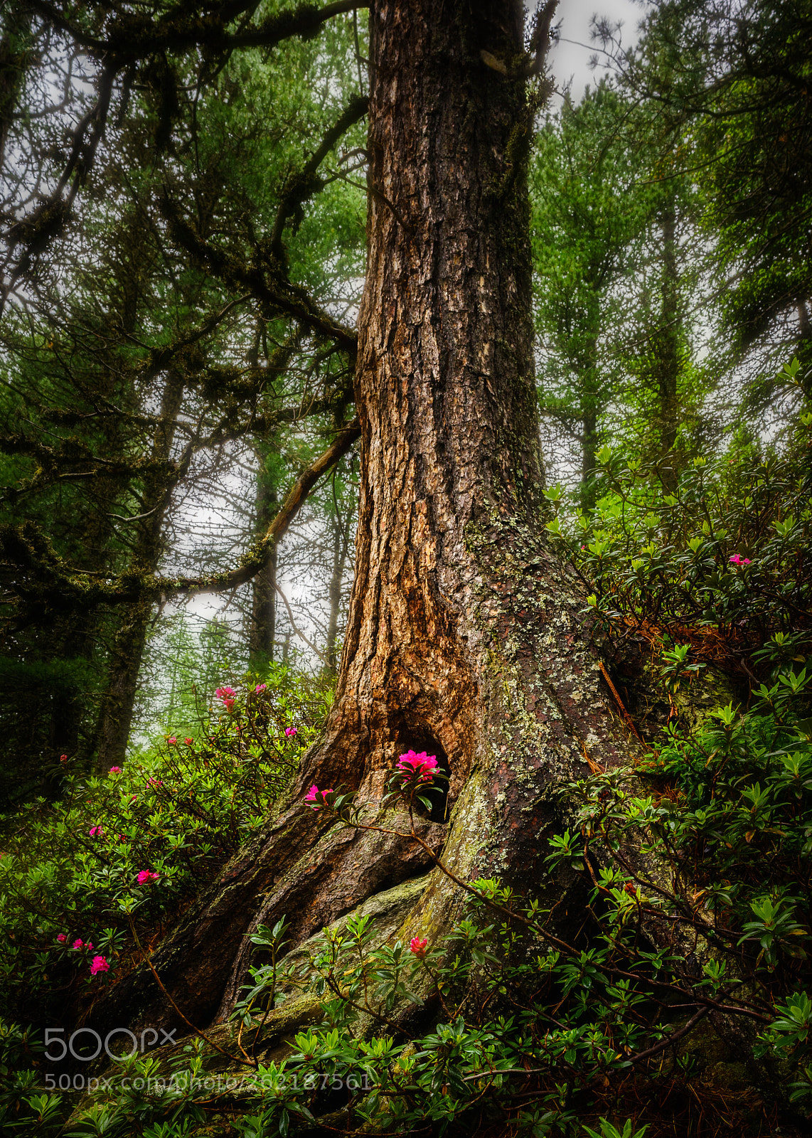 Sony a7R sample photo. Zirbenweg innsbruck photography