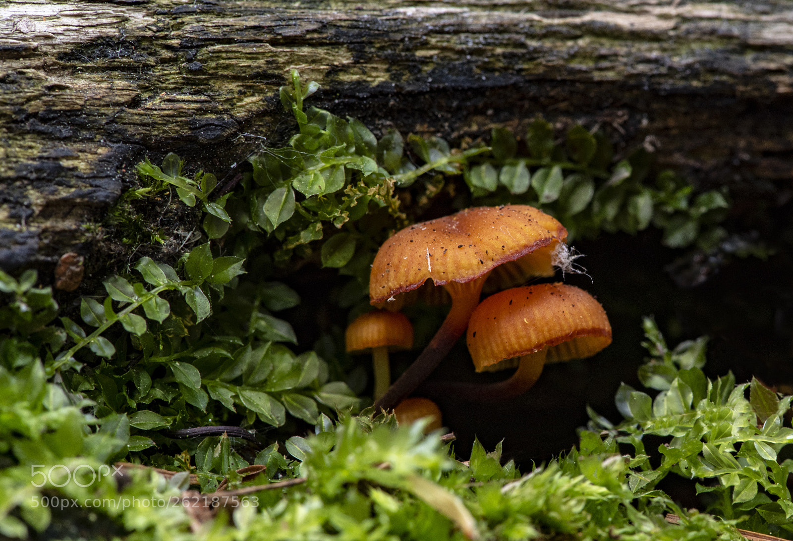 Nikon D810 sample photo. Continuing life photography