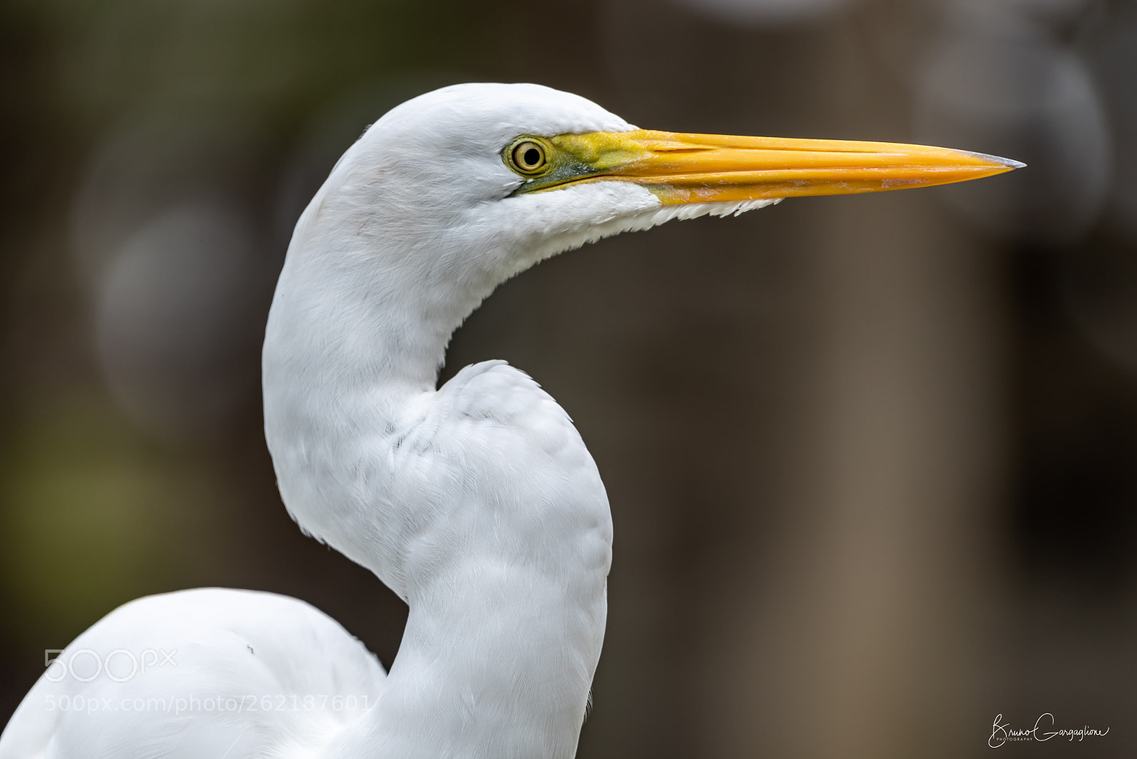 Nikon D750 sample photo. Great white egret photography