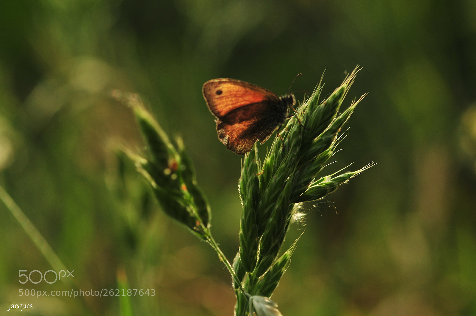 Nikon D300 + Sigma 105mm F2.8 EX DG Macro sample photo. Butterfly photography