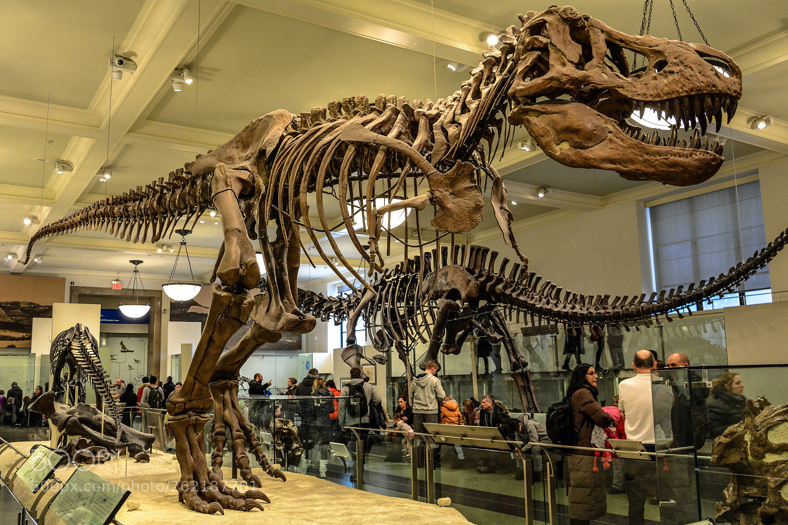 Nikon D7100 sample photo. T-rex photography