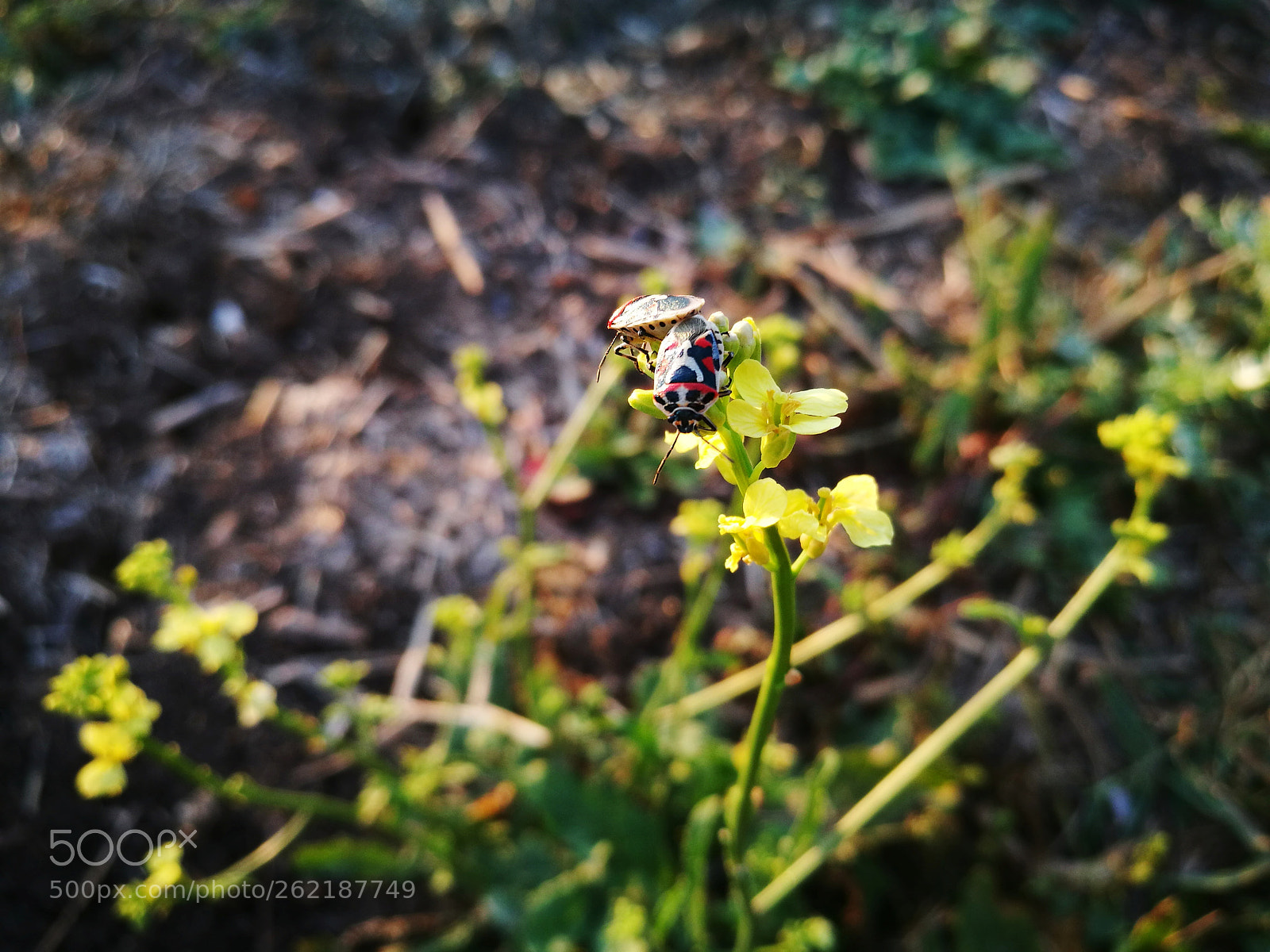 HUAWEI P9 sample photo. True-bugs mating photography