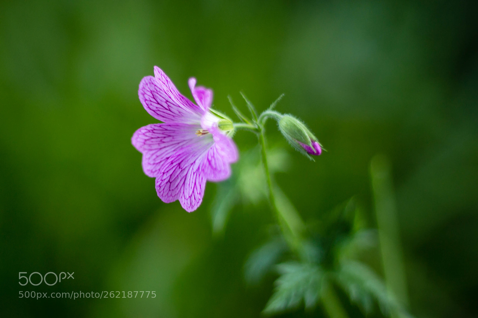 Canon EOS 6D sample photo. Tiny #2 photography