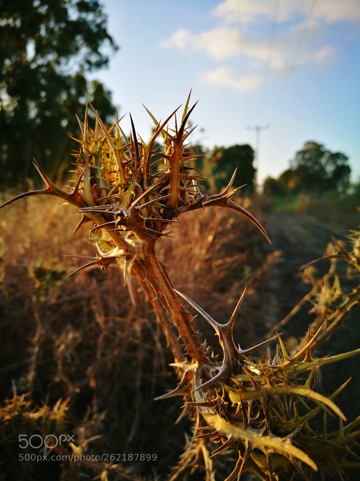 HUAWEI P9 sample photo. Thrny plant photography