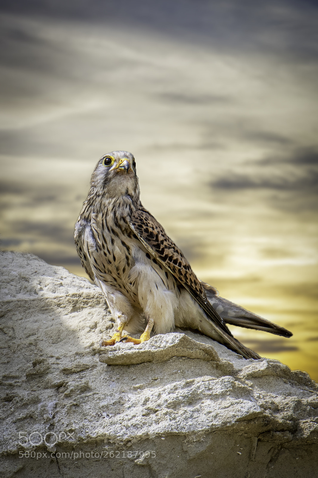 Nikon D500 sample photo. Hawk photography