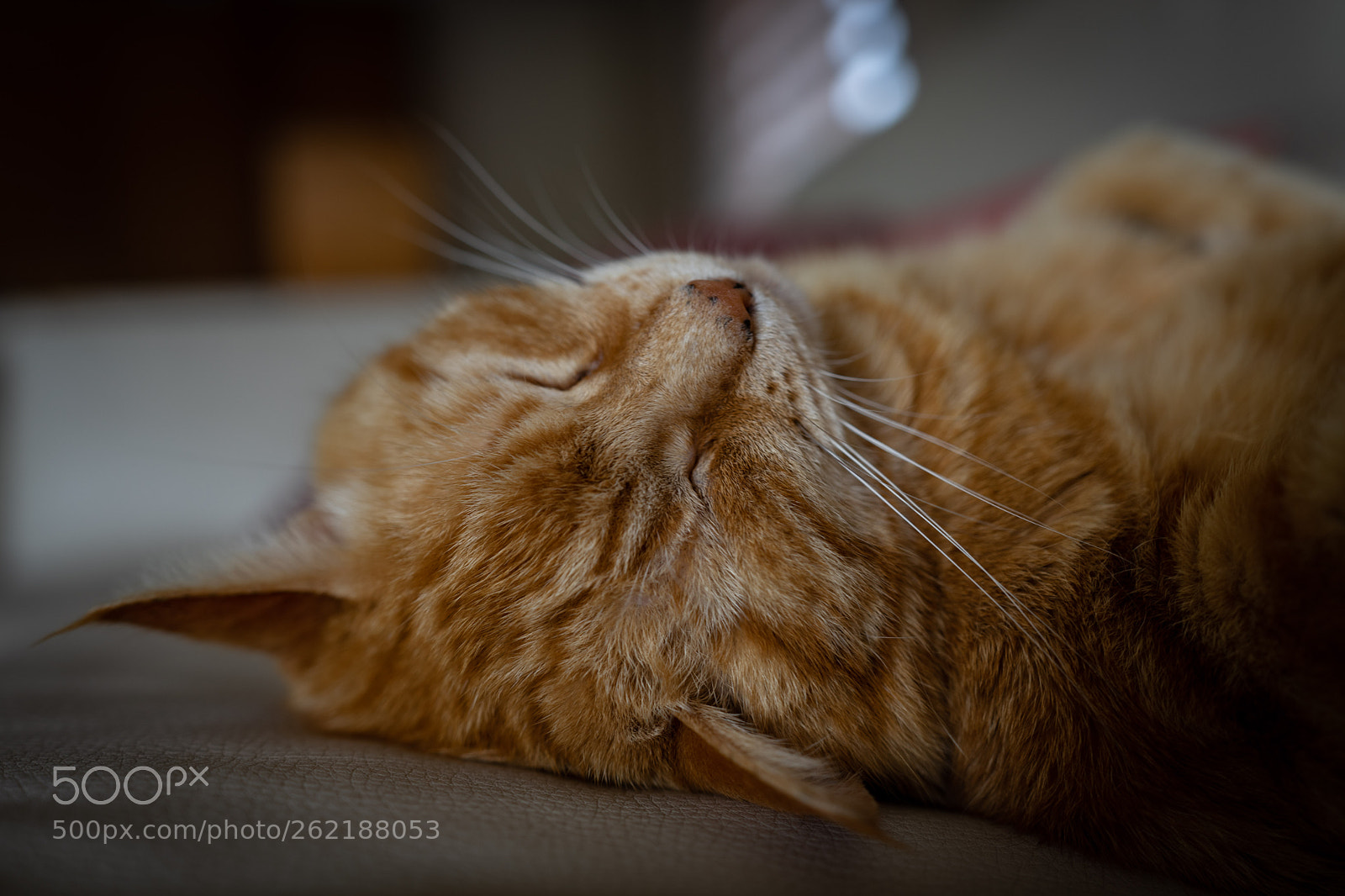 Sony a7 II sample photo. Ketty photography