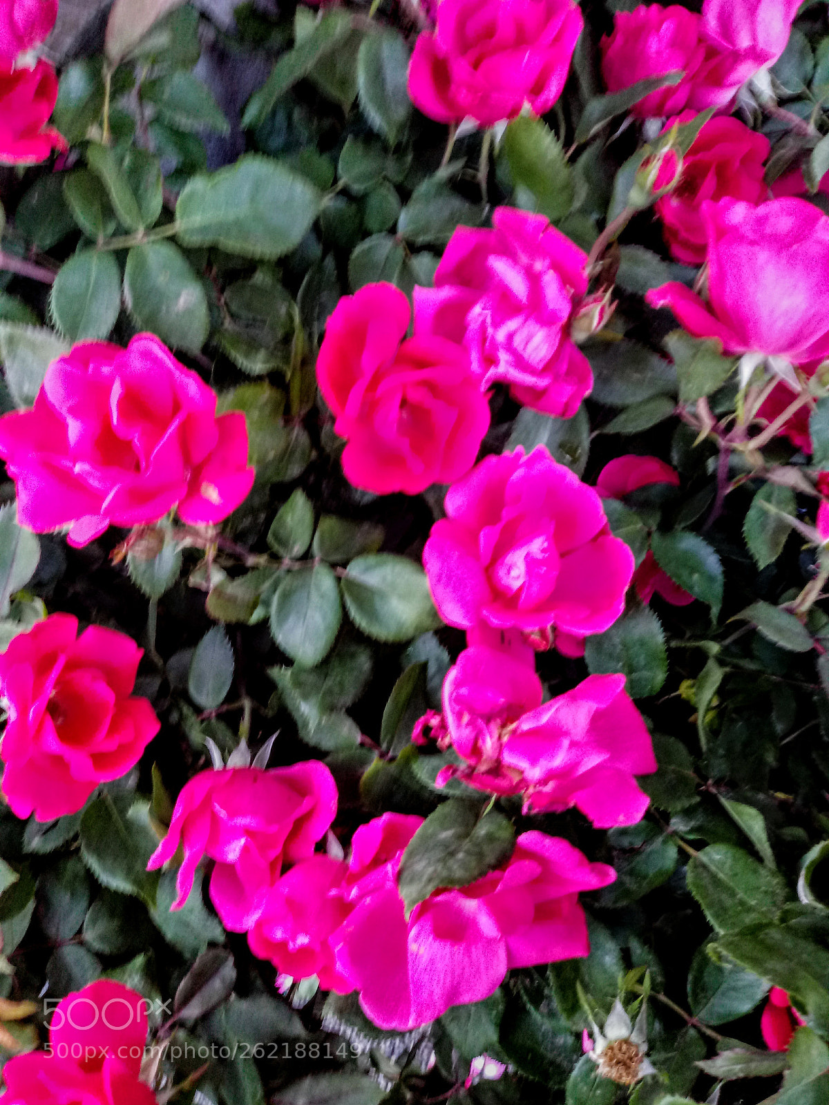 LG X CHARGE sample photo. Untitled photography