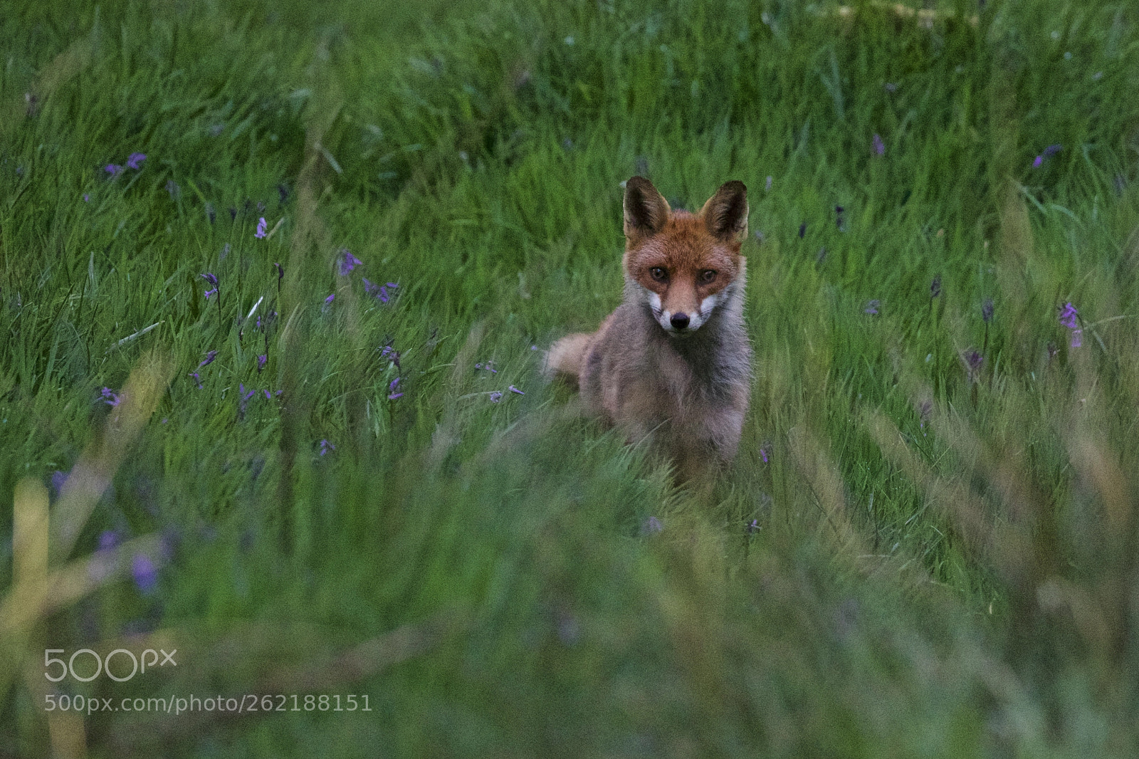 Canon EOS 5D Mark IV sample photo. Fox photography