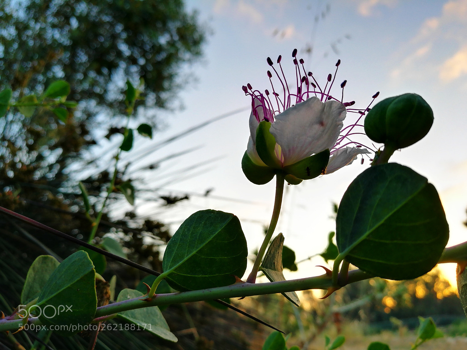 HUAWEI P9 sample photo. Flower "caper" photography