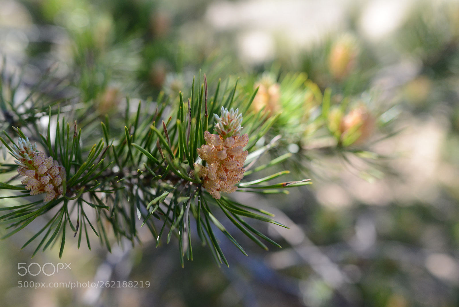 Nikon D800 sample photo. Young pine cones photography