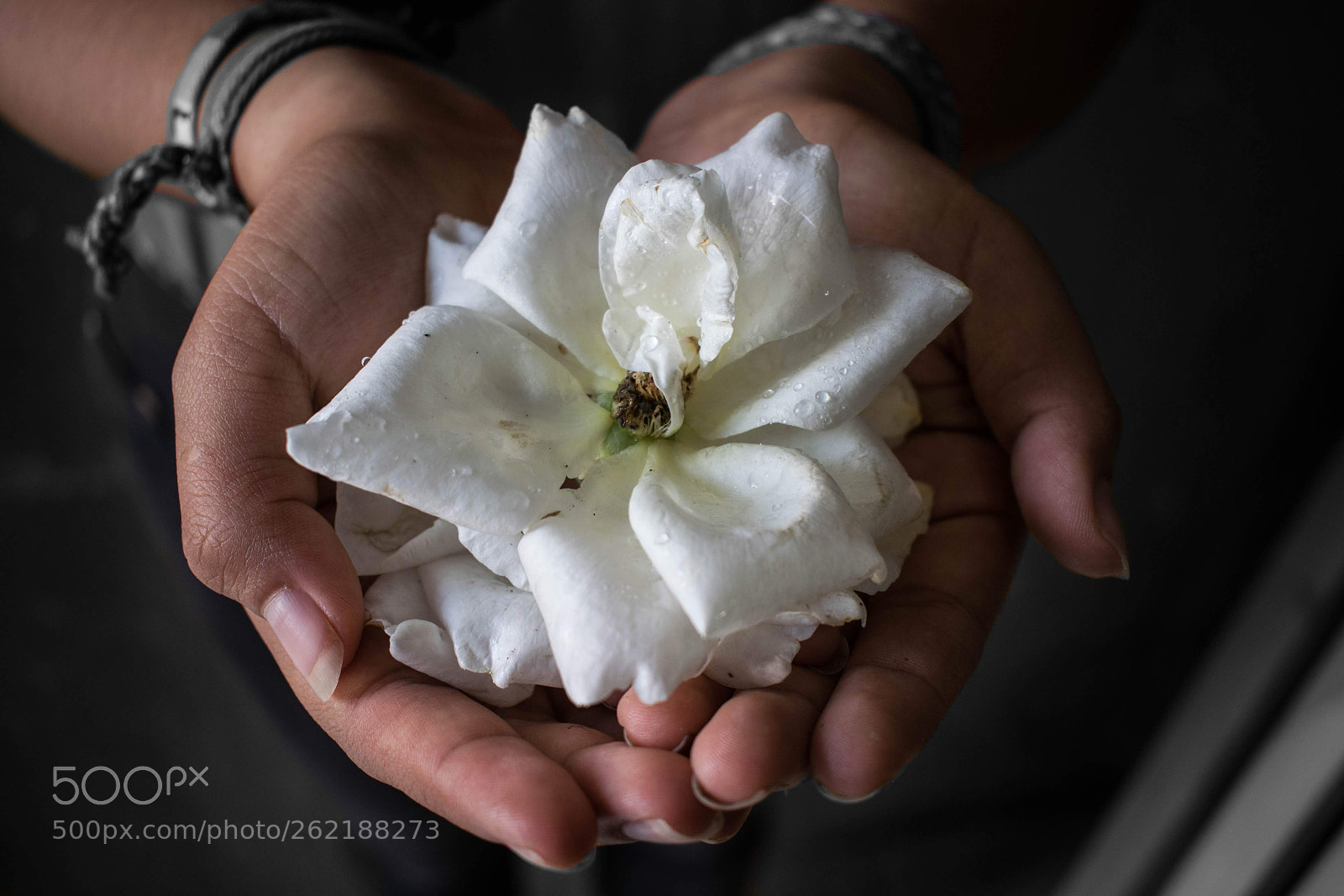 Nikon D5300 sample photo. Pureza photography