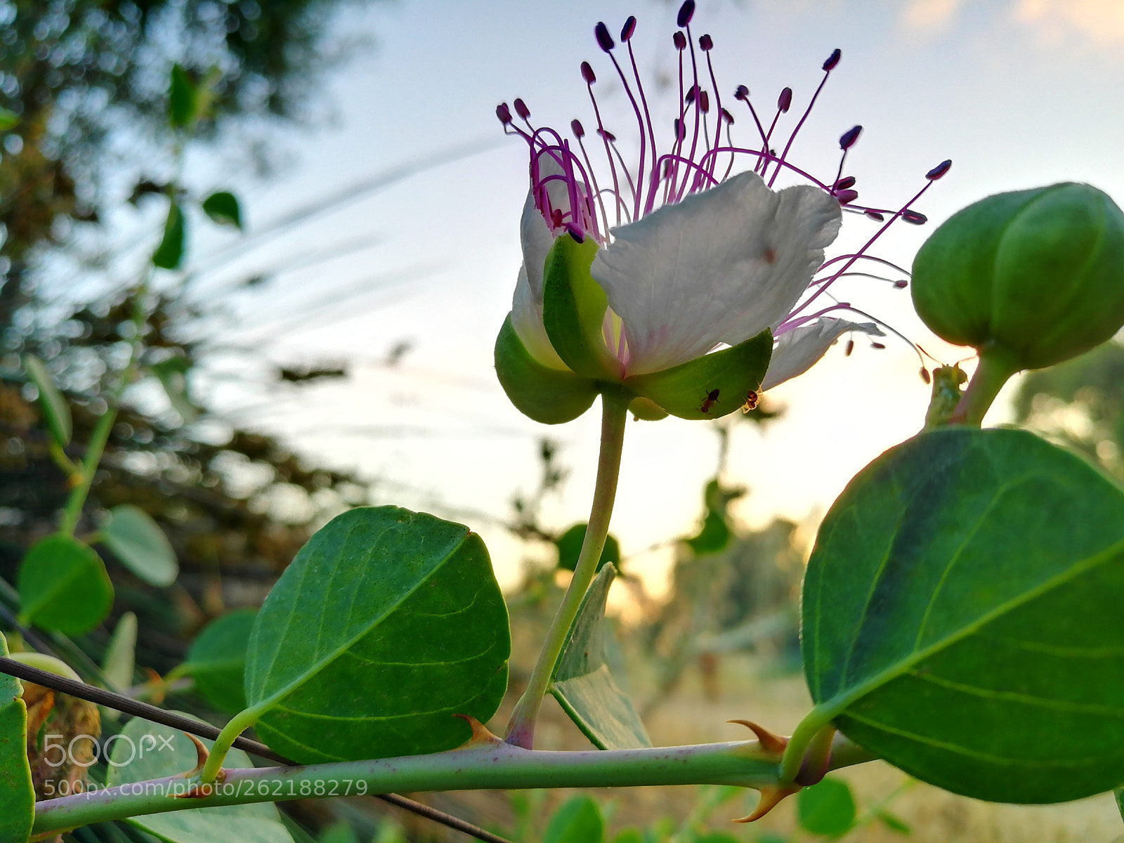 HUAWEI P9 sample photo. Flower "caper" photography